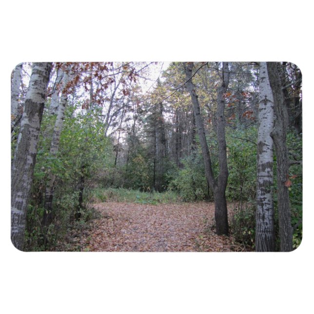 Ímã Escolha seu caminho. (Horizontal)