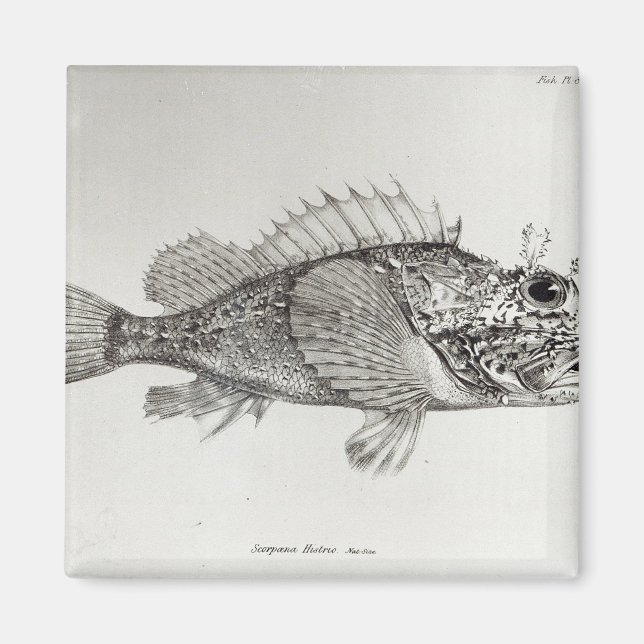 Imã Escorpião (Frente)