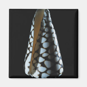 Imã Escudo 2 do cone