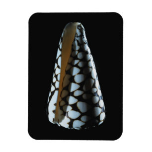 Ímã Escudo 2 do cone