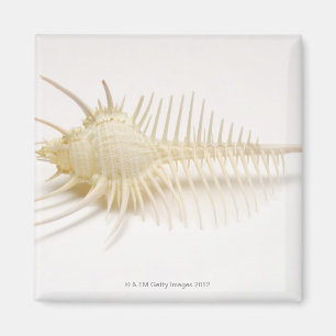 Imã Escudo cravado do Murex