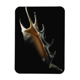 Ímã Escudo do Conch