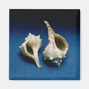 Imã Escudo do Murex