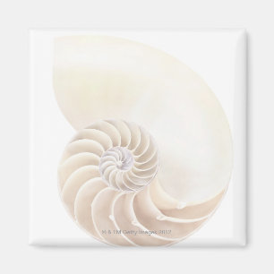 Imã Escudo do nautilus, fim-acima