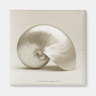 Imã Escudo Pearlised do mar do nautilus