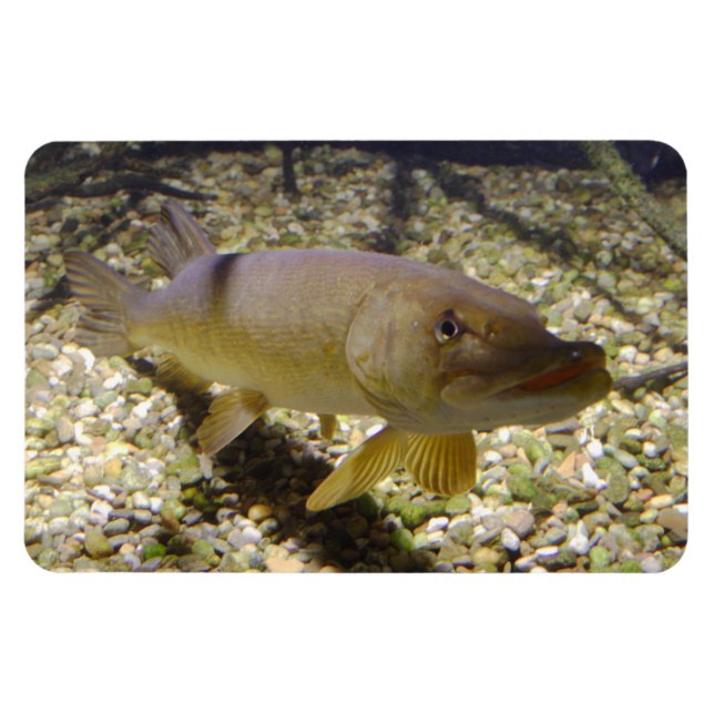 Ímã Esox lucius (Horizontal)