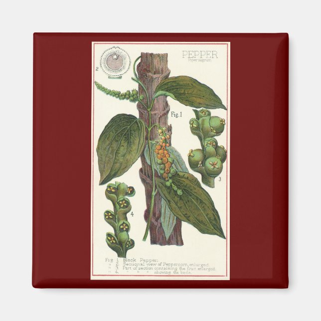 Imã Especiarias de Comidas de vindima, pimenta preta (Frente)