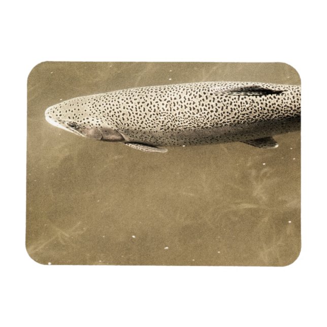 Ímã Espectro (Horizontal)