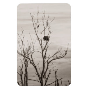 Ímã Esperando a vida