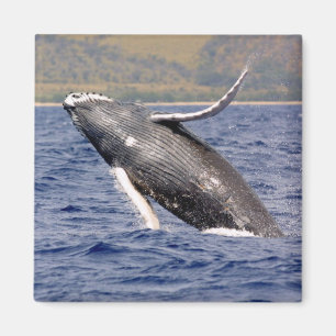 Imã Espirro da baleia de Humpback