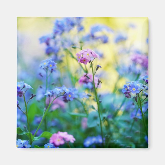 Imã Esqueçam-me-não-flores (Frente)