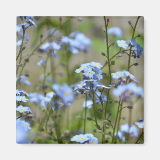 Imã Esqueçam-me, Não Flores, Magnet