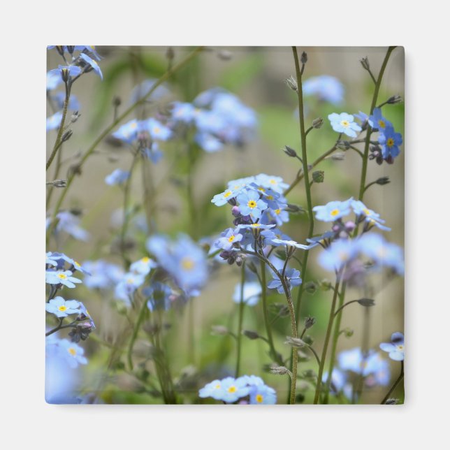 Imã Esqueçam-me, Não Flores, Magnet (Frente)