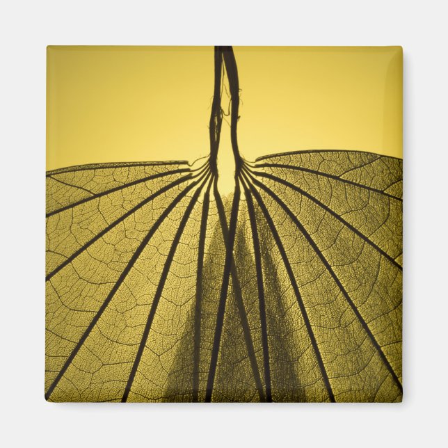 Imã Esqueleto de Folha (Frente)