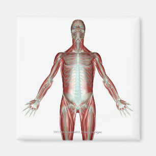 Imã Esquema de todos os músculos do corpo humano