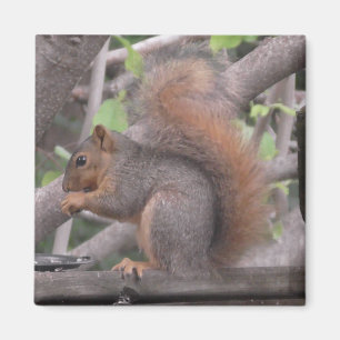 Imã Esquilo Adorável Comendo uma Foto Nua