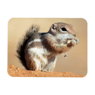 Ímã esquilo-antílope de Harris (Ammospermophilus)