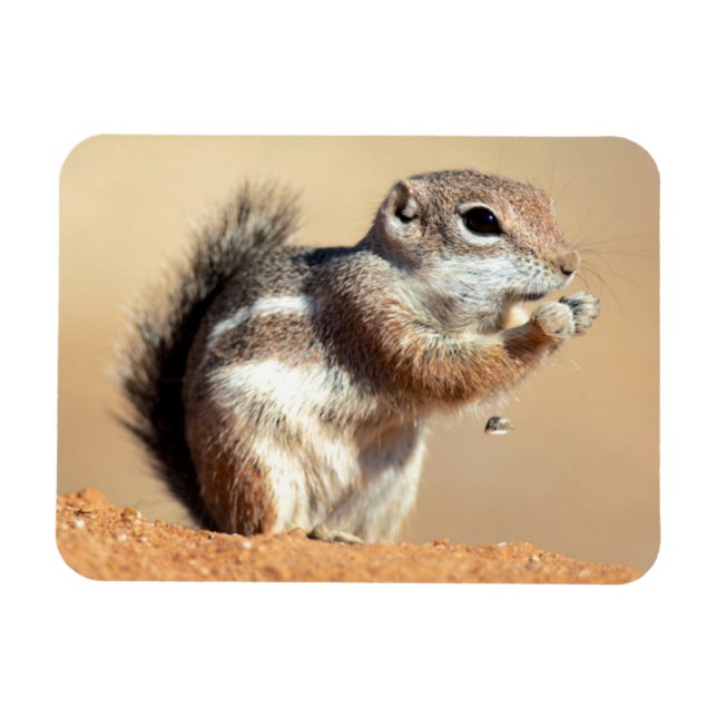 Ímã esquilo-antílope de Harris (Ammospermophilus) (Horizontal)