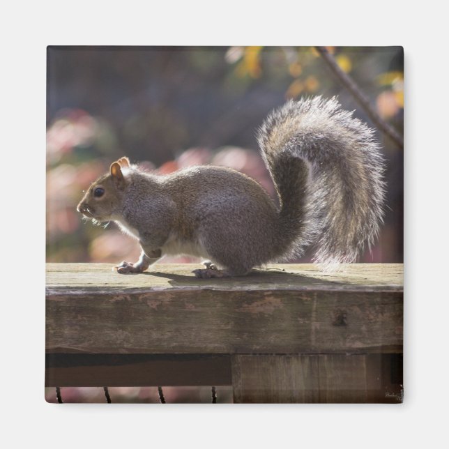 Imã Esquilo brilhante (Frente)