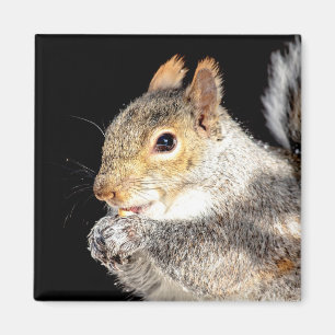 Imã Esquilo comendo noz