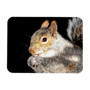 Ímã Esquilo comendo noz