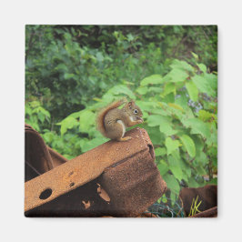 Imã Esquilo de Camo