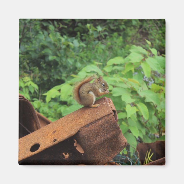 Imã Esquilo de Camo (Frente)