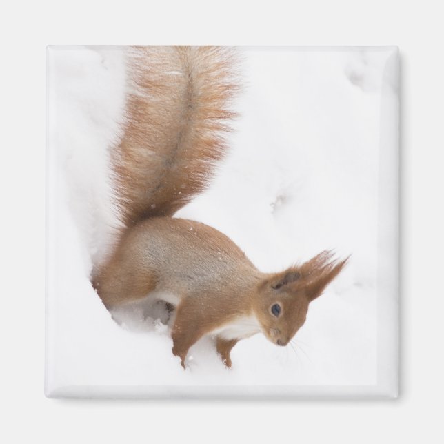 Imã Esquilo de inverno (Frente)