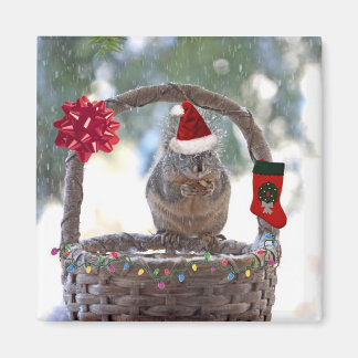 Imã Esquilo de Natal em Snowy Basket