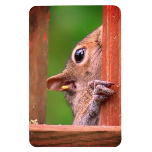 Ímã Esquilo de pico