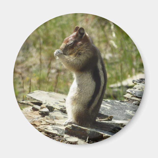 Imã Esquilo de terra em ouro no Parque Glacier (Frente)