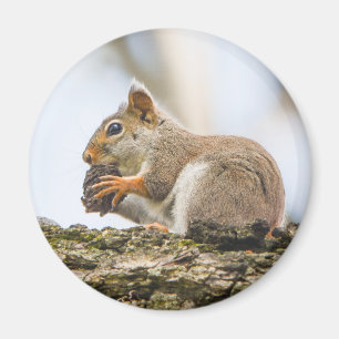 Imã Esquilo Fofo Animais da Floresta Natureza