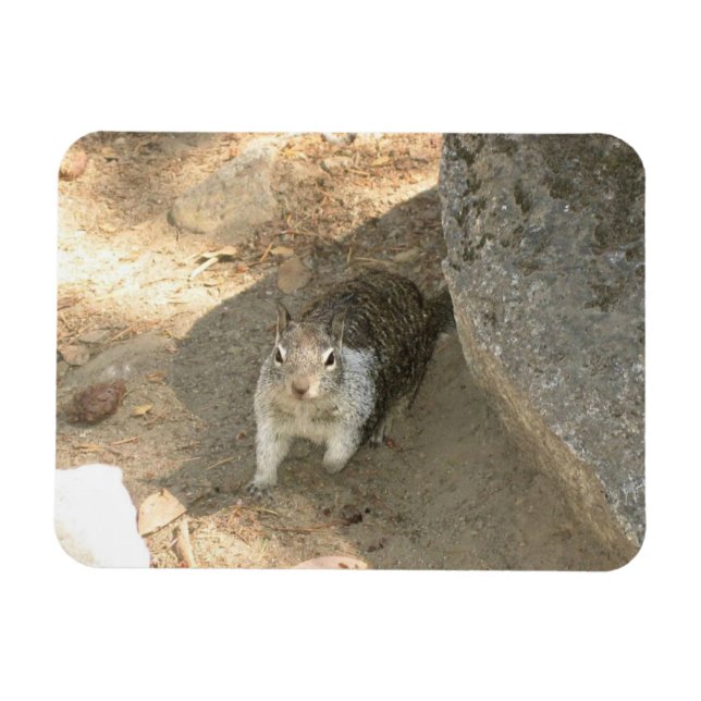 Ímã Esquilo Fofo em Yosemite, CA (Horizontal)
