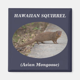 Imã Esquilo Havaiano (Mongoose Asiática) Magneta Quadr