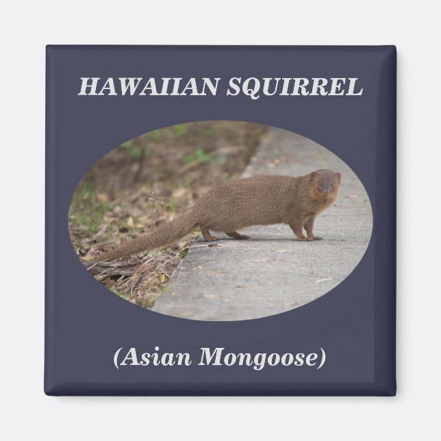 Imã Esquilo Havaiano (Mongoose Asiática) Magneta Quadr (Frente)