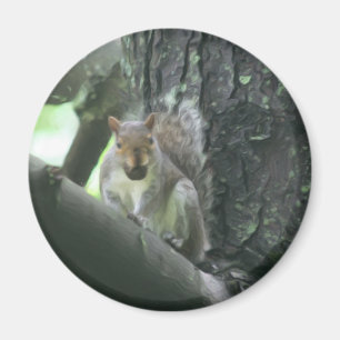 Imã Esquilo no ímã animal da arte da árvore