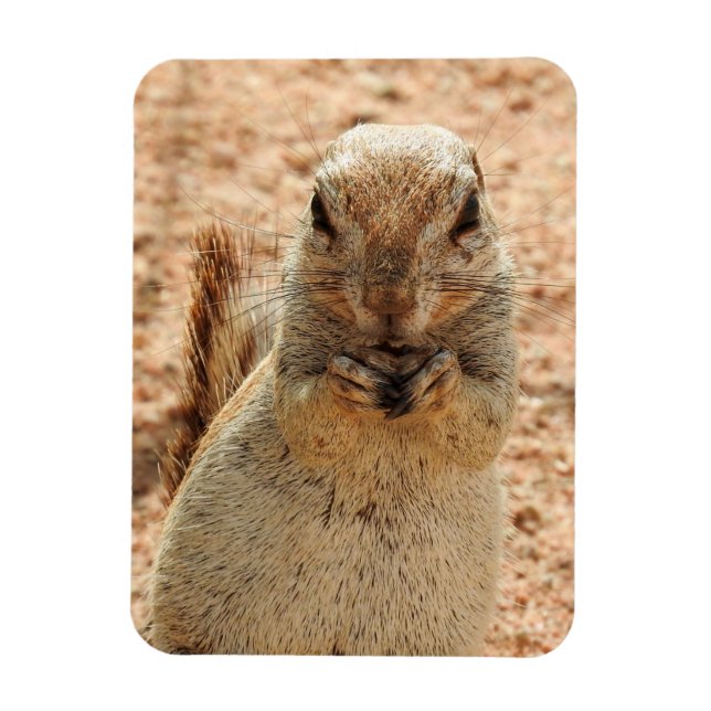 Ímã Esquilo tomando café da manhã (Vertical)