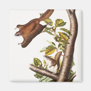 Imã Esquilo Voador de Oregon (Pteromys Origonensis)