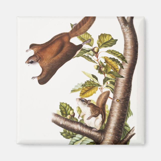 Imã Esquilo Voador de Oregon (Pteromys Origonensis) (Frente)