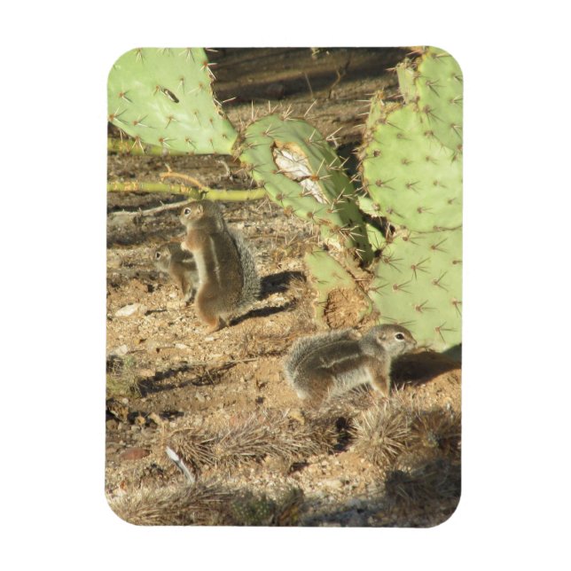 Ímã Esquilos do Deserto em Tucson Magnet (Vertical)