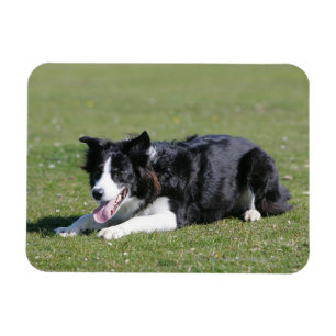 Ímã Estabelecimento de border collie
