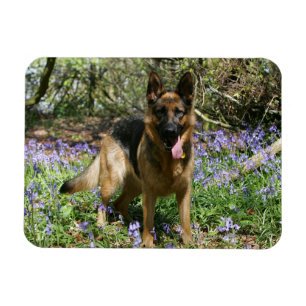 Ímã Estabelecimento do german shepherd