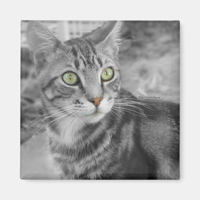 Imã Estado de condenação (Frente)