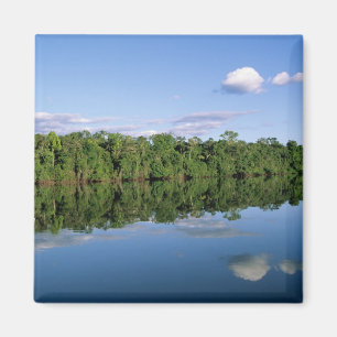 Imã Estado do Mato Grosso, Amazônia, Brasil. Florestad