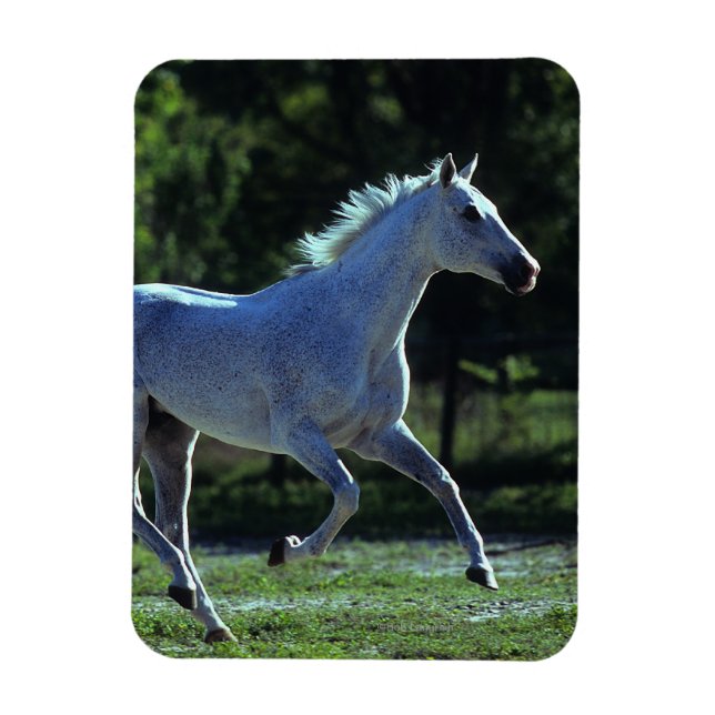 Ímã Estalhão rebelde (Vertical)