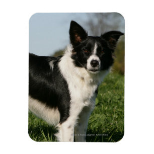Ímã Estar de border collie