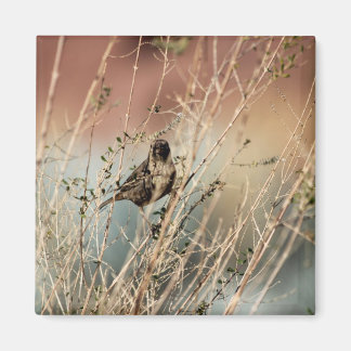 Imã Estás a olhar para mim? Íman