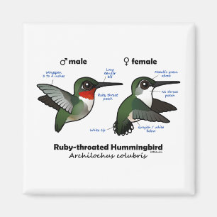 Imã Estatísticas do Hummingbird com garganta de rubi