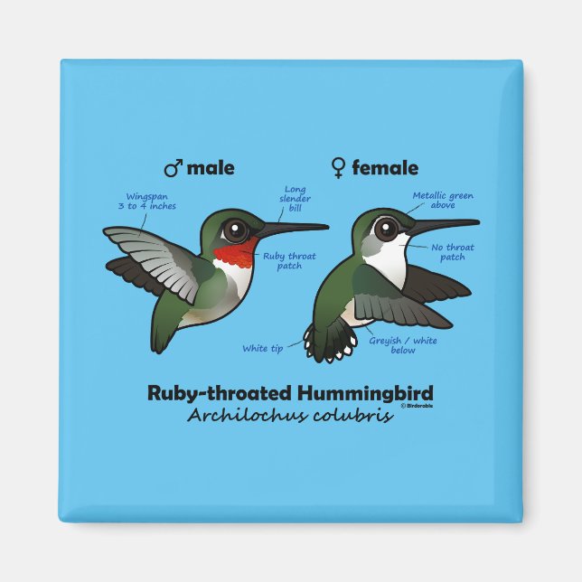 Imã Estatísticas do Hummingbird com garganta de rubi (Frente)