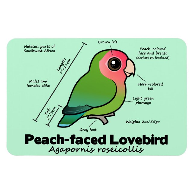 Ímã Estatísticas do Lovebird com rosto perspicaz (Horizontal)